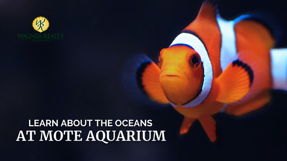 Mote Aquarium